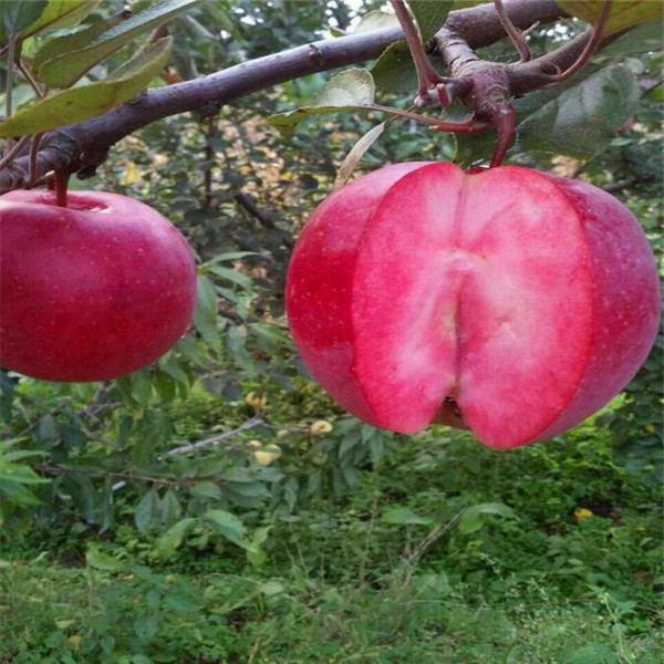 山东苹光苹果苗、苹光苹果苗常见的病虫害