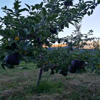 喀什地区西施红苹果苗新品种怎么管理