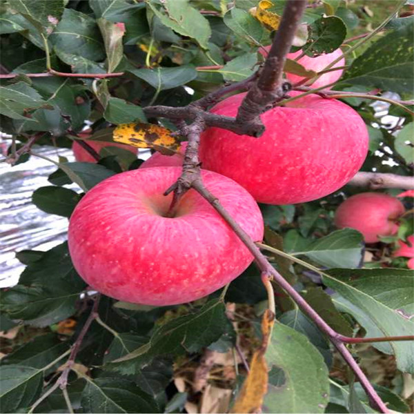 上海美八苹果苗新品种快的苹果树苗