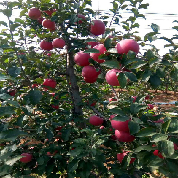 鹰潭秦阳苹果苗种植基地   秦阳苹果苗真实价格