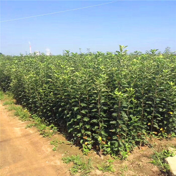 湛江苹果柿树苗种植基地苹果柿树苗真实价格