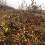 应该选择什么品种苹果苗目前苹果苗、目前苹果苗批发价格图片4