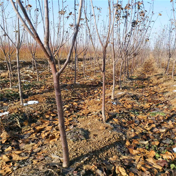 种植哪个苹果苗品种好秦脆苹果苗、秦脆苹果苗科技示范基地