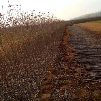 培育蛇果苹果苗、蛇果苹果苗厂家批发