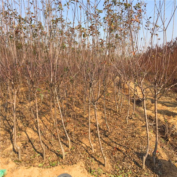 双鸭山阿克苏苹果苗基地供应价格