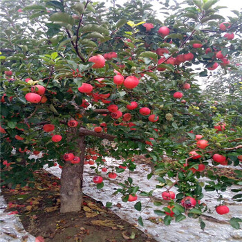 我想买秀彬一号苹果苗、平顶山什么时候种植成活率高