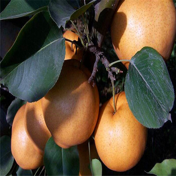 种植哪个果树苗品种好早美酥梨树苗、早美酥梨树苗成熟时间早晚