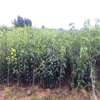 翠冠梨樹苗、欽州市翠冠梨樹苗