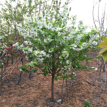 好栽植的中華丑梨樹(shù)苗、中華丑梨樹(shù)苗前景如何