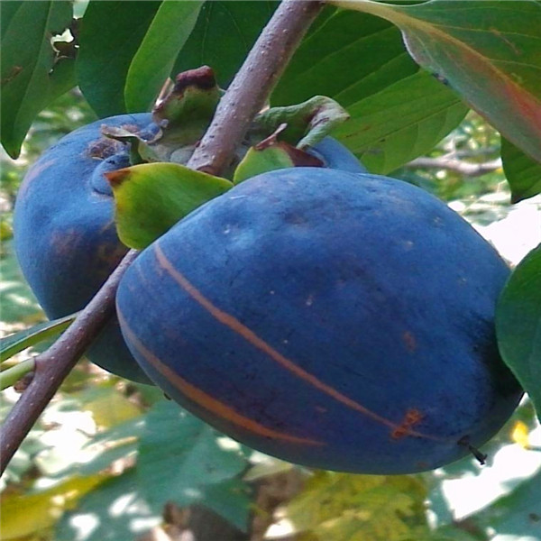 临夏盘柿子树苗培育基地