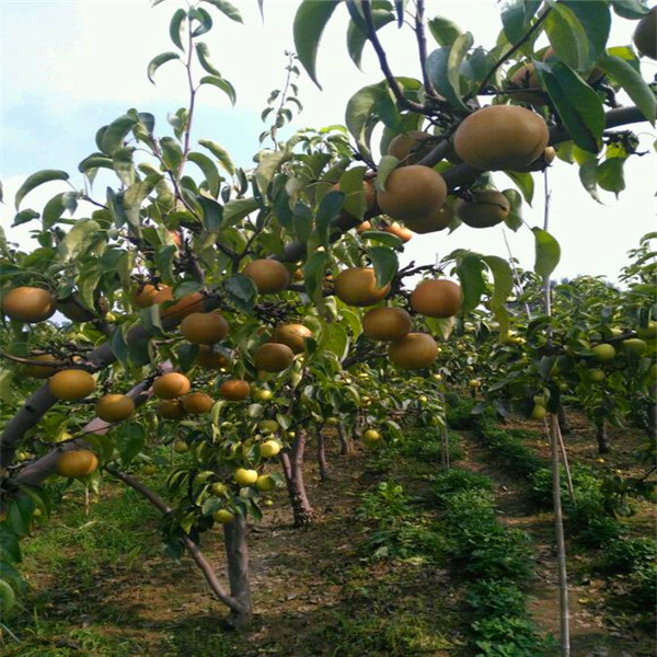 桦甸红太阳梨树苗科技示范基地