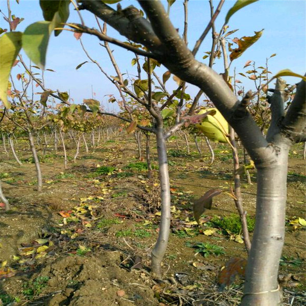 南谯杜梨苗一亩甜柿苗种植利润