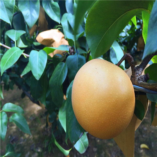 西工新西蘭紅梨樹苗一畝甜柿苗種植利潤(rùn)