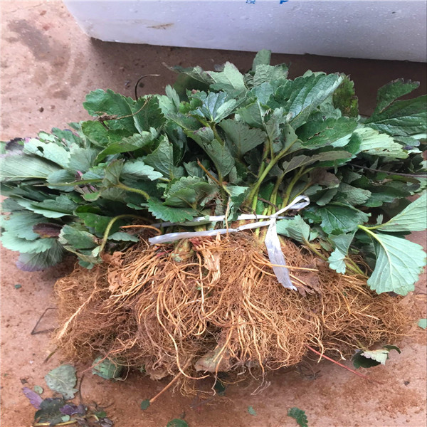 武漢大棚草莓苗基地
