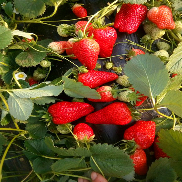 应该选择什么品种草莓苗全草莓苗价位