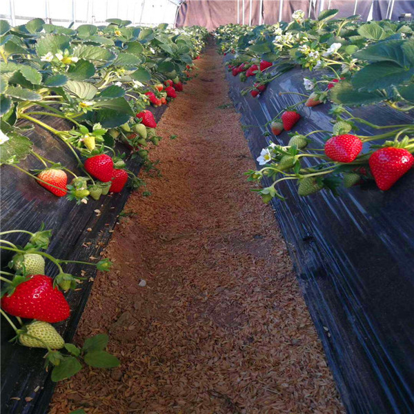 自产自销莎草莓苗就在长丰县