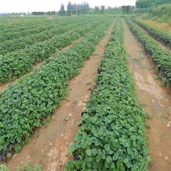 新疆伊犁大赛草莓苗交易市场
