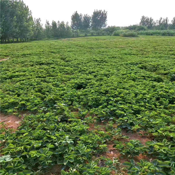 如何种植好莎草莓苗、迁安莎草莓苗种植注意事项