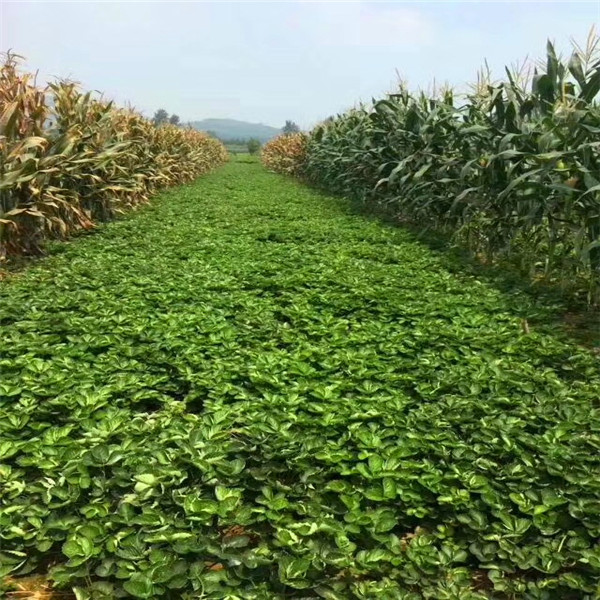 自产自销莎草莓苗就在长丰县