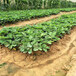 黔东南紫金香玉草莓苗基地