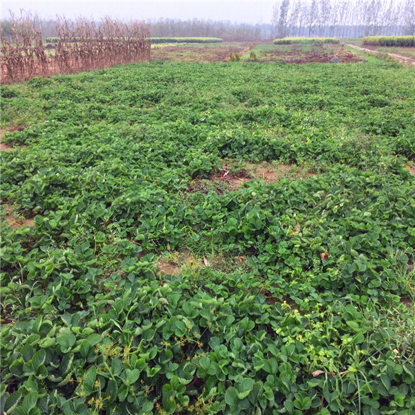 桂林鲁旺草莓苗适合在哪里种植