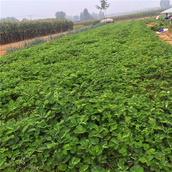高产的陆地草莓苗批发多少钱