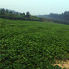 牡丹江泰尔玛草莓苗基地