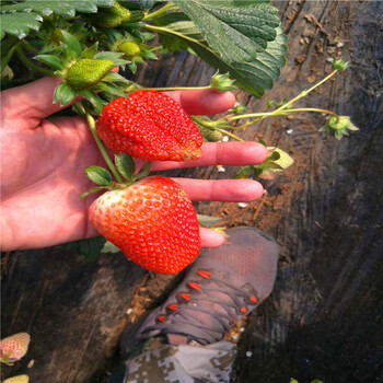 自产自销美香莎草莓苗就在长丰县
