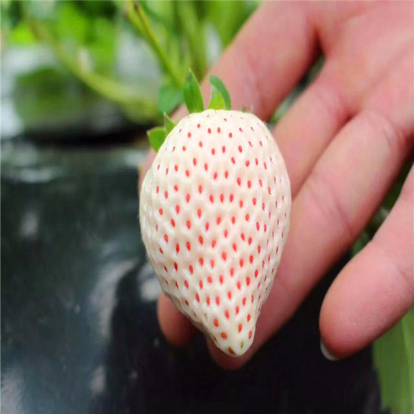 文山哈尼草莓苗注意事项