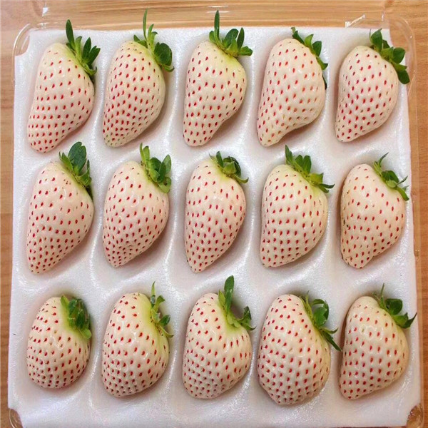 天水硕蜜草莓苗价格
