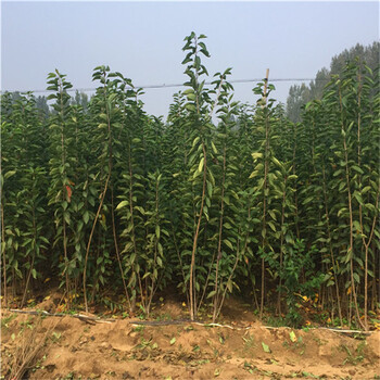 山櫻櫻桃砧木苗一株多少錢在鎮(zhèn)江