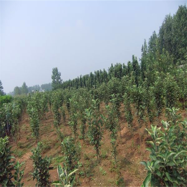 慶城縣金果蘋果苗栽植方案