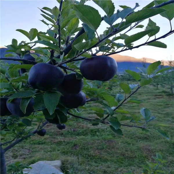 阜宁县黑苹果树苗几年能结果