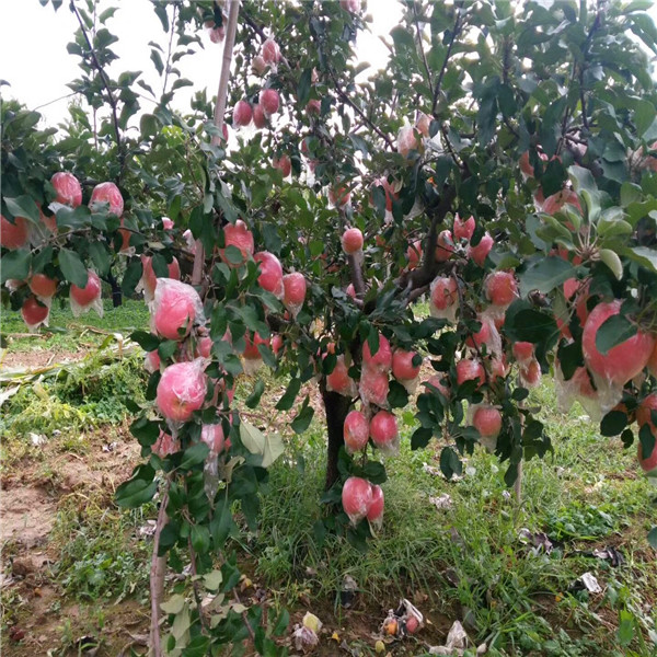 金凤区西施红苹果苗基地