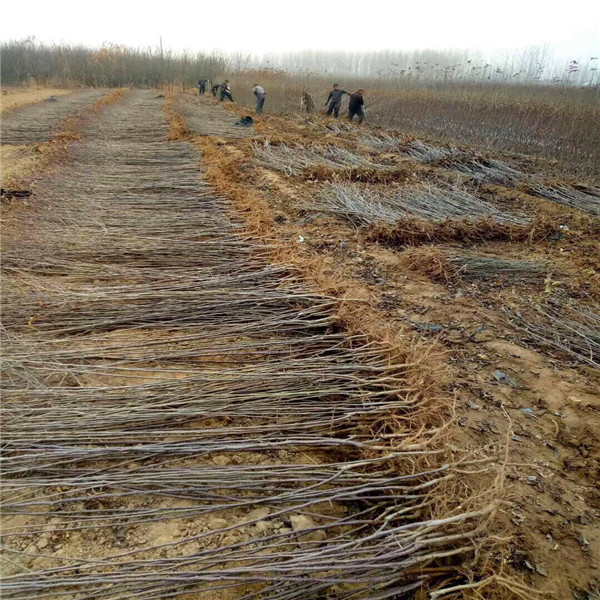 河西区123小苹果苗基地