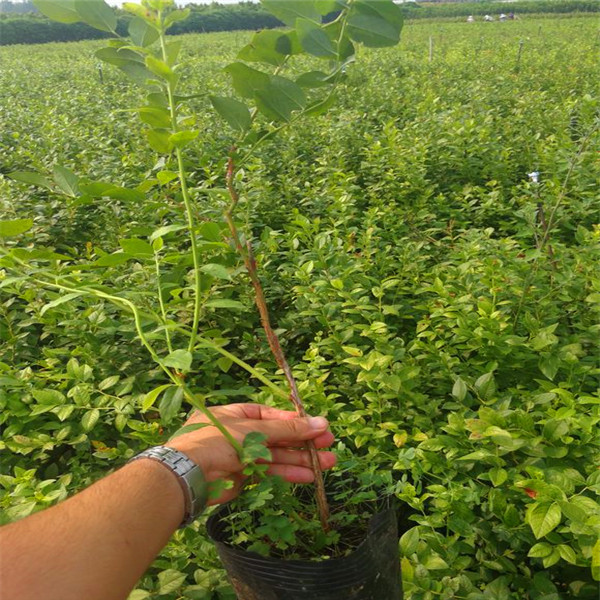 伯克利蓝莓苗伯克利蓝莓苗种植和养护