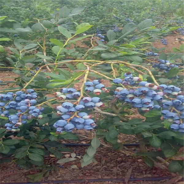 可靠的伊丽莎白蓝莓苗、伊丽莎白蓝莓苗量大优惠