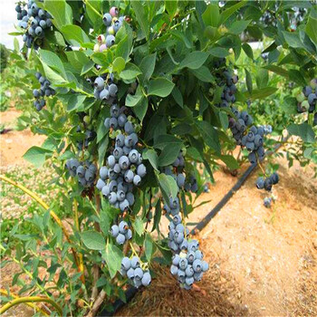 当年繁育甜心蓝莓苗、甜心蓝莓苗亩产多少