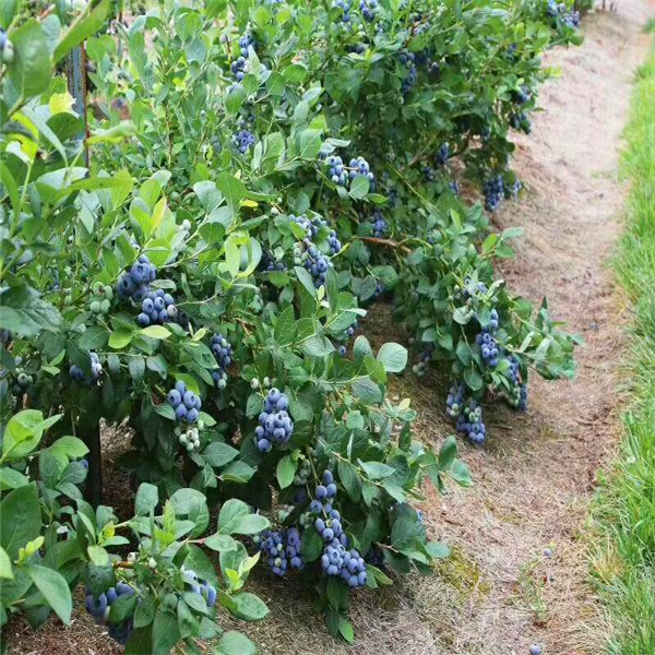 甜脆蓝莓苗周至县甜脆蓝莓苗图文详解