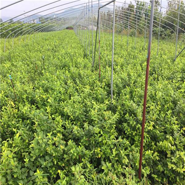 丰产性好的伯克利蓝莓苗、伯克利蓝莓苗适合在哪里种植