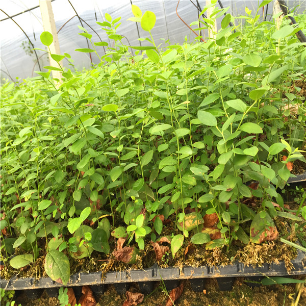 北衛(wèi)藍莓苗東麗北衛(wèi)藍莓苗價位
