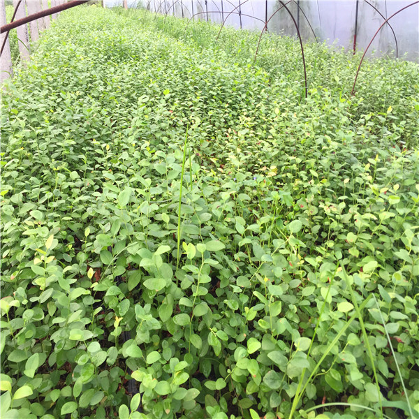 今年新品种营养钵蓝莓苗、营养钵蓝莓苗生产基地