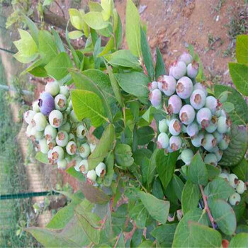 加盟爱国者蓝莓苗、爱国者蓝莓苗种植技术大全