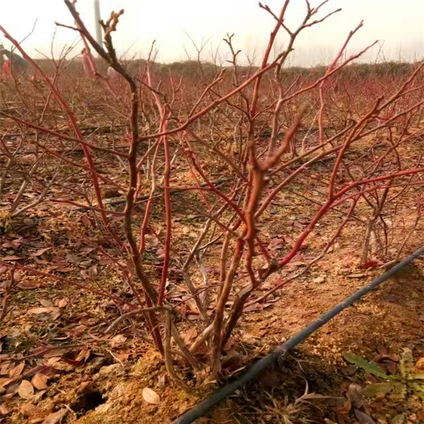 种植哪个蓝莓苗品种好薄雾蓝莓苗哪里便宜