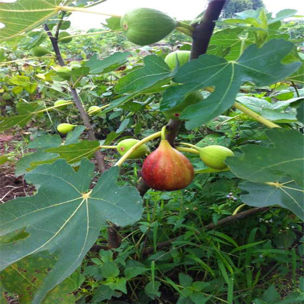 中农矮生无花果苗厂家联系电话