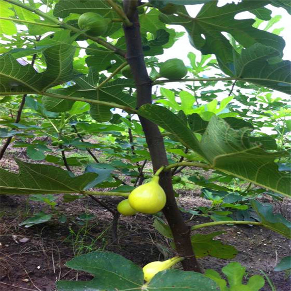 福建白蜜无花果苗种植和养护、福建白蜜无花果苗种植和养护