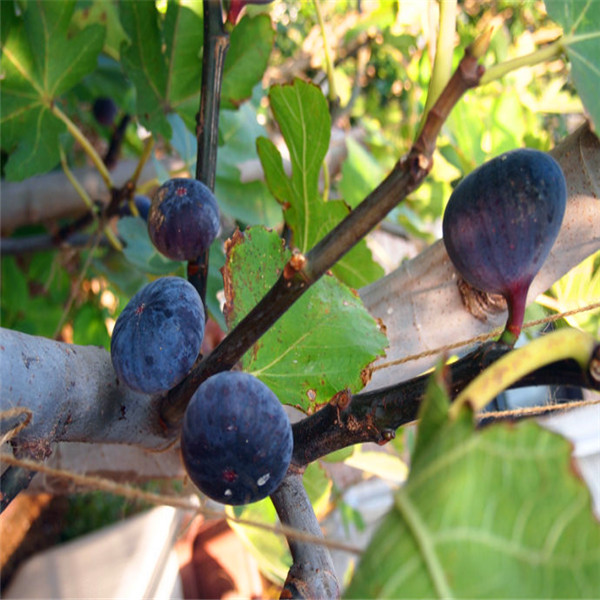 大果无花果苗、大果无花果苗行情