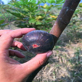 巨型無花果苗、防城區(qū)巨型無花果苗哪里比較好