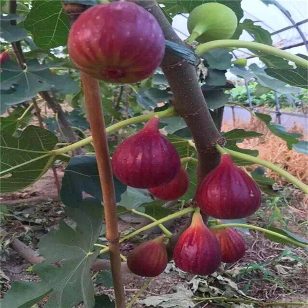 果大的金傲芬无花果苗多少钱一棵