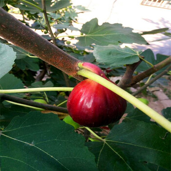 紫蕾无花果苗成品苗繁育中心